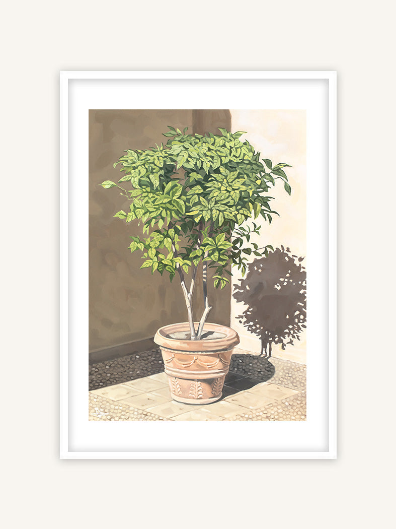 Orangenbaum in Tivoli Villa d'Este, mediterraner Kunstdruck, mediterranes Gemälde mit weißem Rahmen und Passepartout